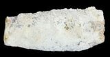 Agatized Fossil Coral Geode - Florida #72309-2